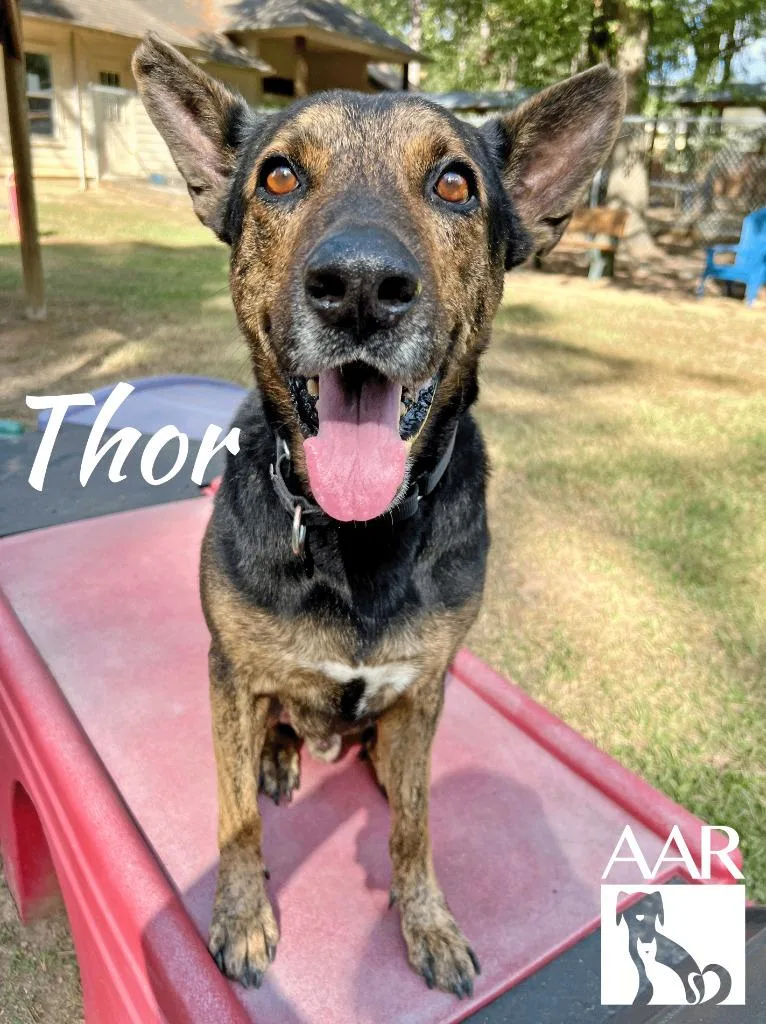 Thor thumbnail 2