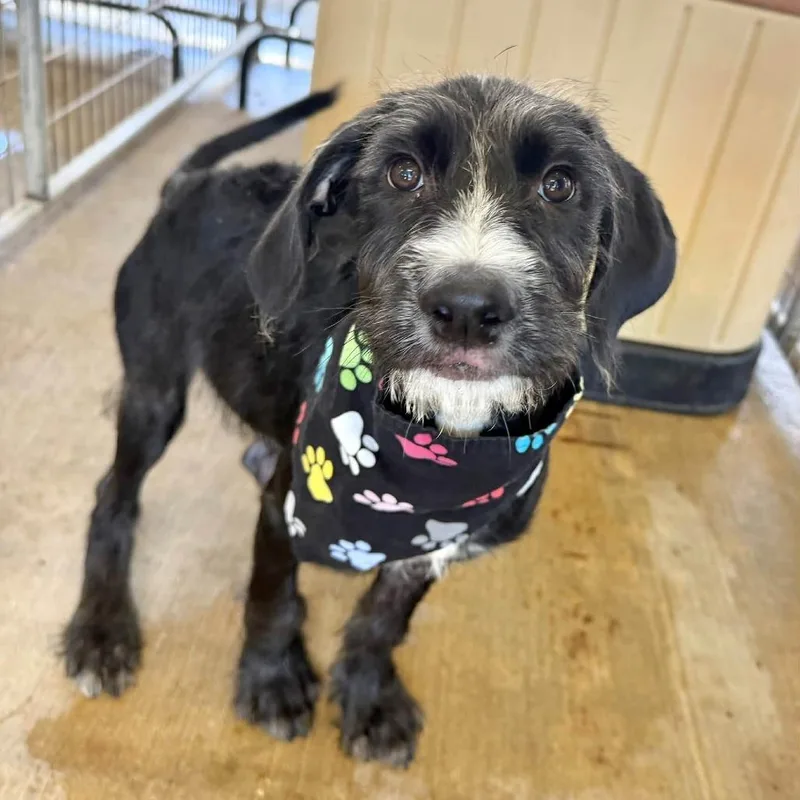 A baby medium-sized male Black Terrier dog named Doodle Bob for adoption in Carencro, LA