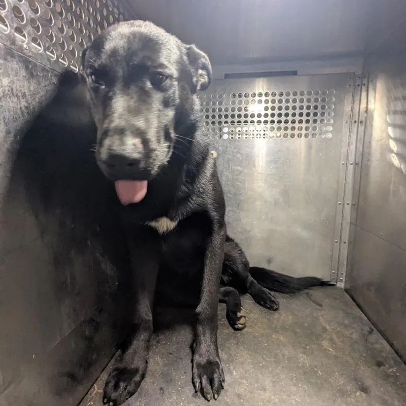 A young large-sized male Black Shepherd dog named Damon for adoption in Birmingham, AL