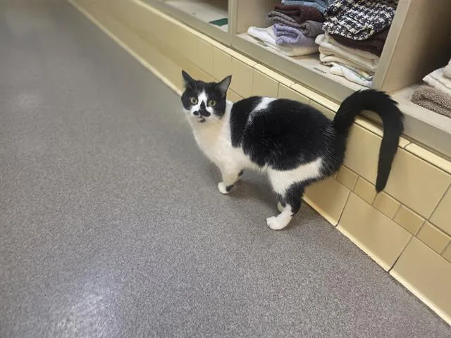 A young small-sized female Domestic Short Hair cat named Missy for adoption in Denver, CO