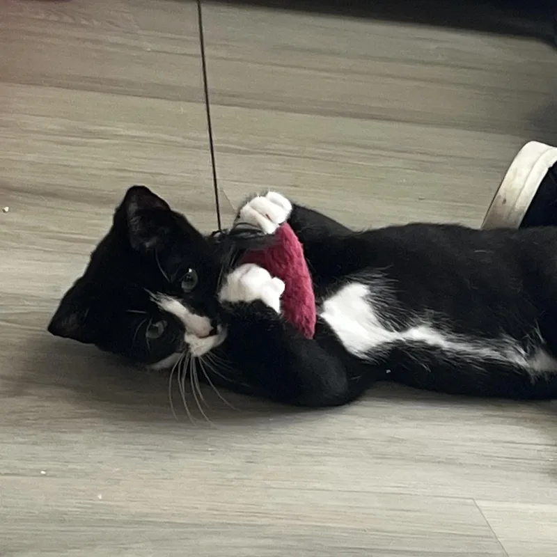 A baby medium-sized male Black & White / Tuxedo Domestic Short Hair cat named Henry for adoption in Colonia, NJ