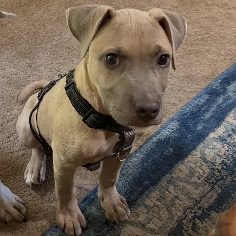 A young medium-sized male Pit Bull Terrier dog named Greyson for adoption in Columbia, MO