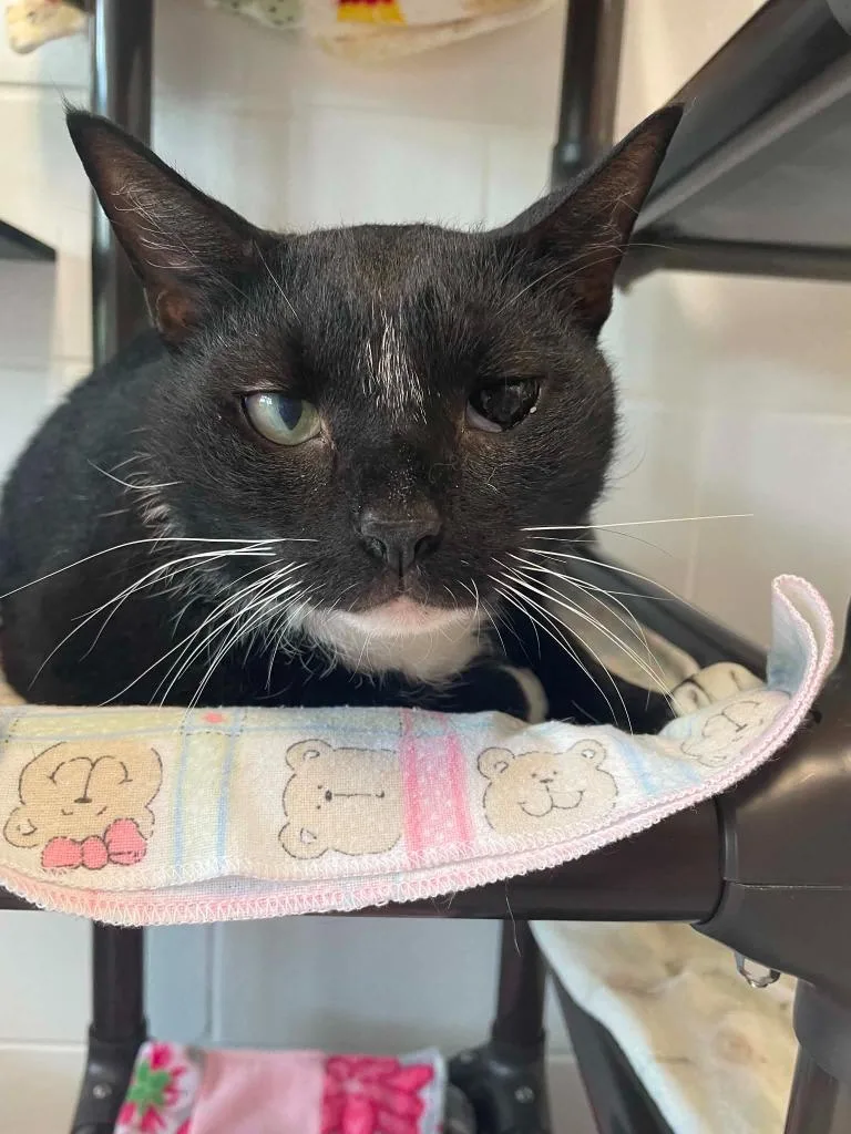 An adult large-sized male Domestic Short Hair cat named Watermelon for adoption in Hamilton, OH