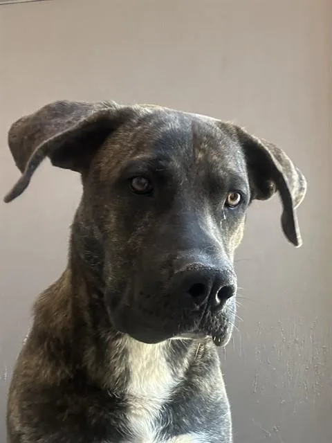 An adult large-sized male Mastiff dog named Hobbes for adoption in Albuquerque, NM
