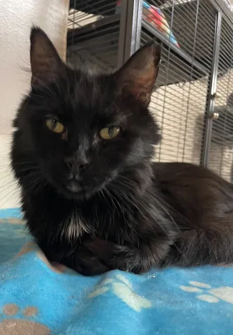 An adult medium-sized male Black Domestic Long Hair cat named Sangria for adoption in New Windsor, NY