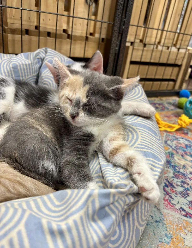 A baby small-sized female Domestic Short Hair cat named Gnocchi for adoption in Southaven, MS