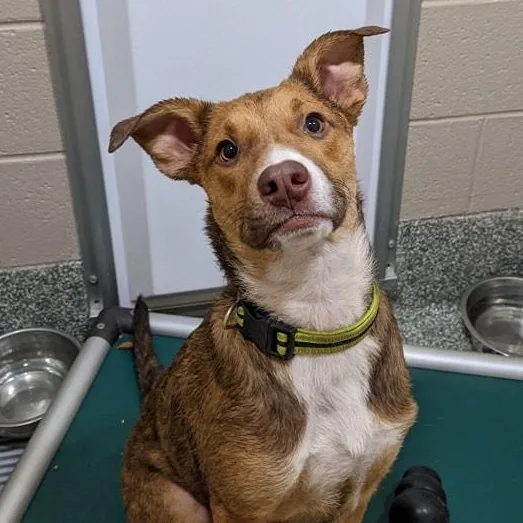 A young medium-sized male Tricolor (Brown, Black, & White) Mixed Breed dog named Ollie for adoption in Hopkinton, MA