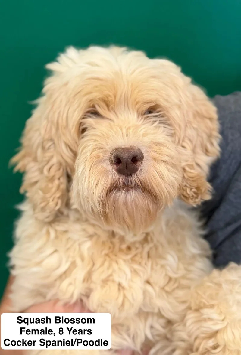 A senior small-sized female White / Cream Cockapoo dog named Squash Blossom for adoption in Blue Springs, MO