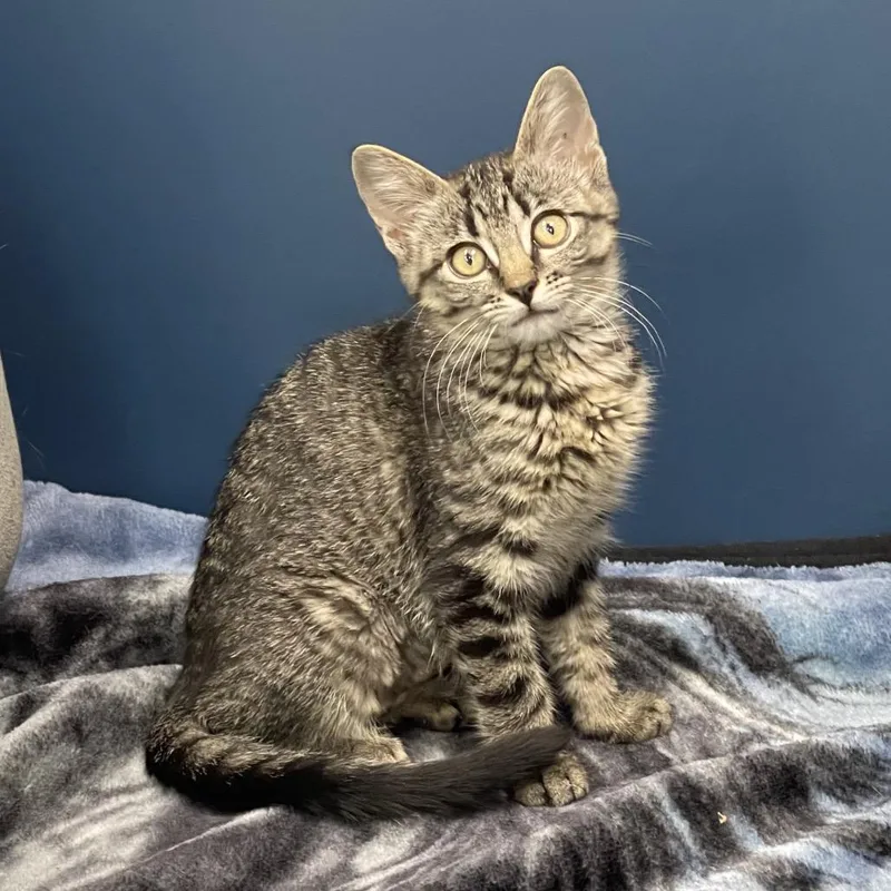 A baby small-sized female Gray / Blue / Silver Domestic Short Hair cat named Jada for adoption in Tulsa, OK