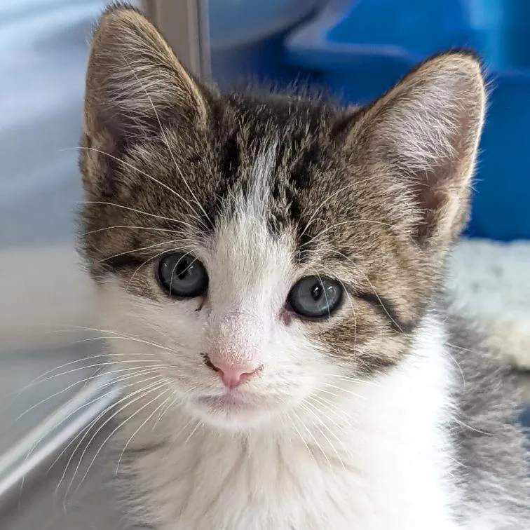 A baby medium-sized female White Domestic Short Hair cat named Fritos for adoption in Jefferson, WI