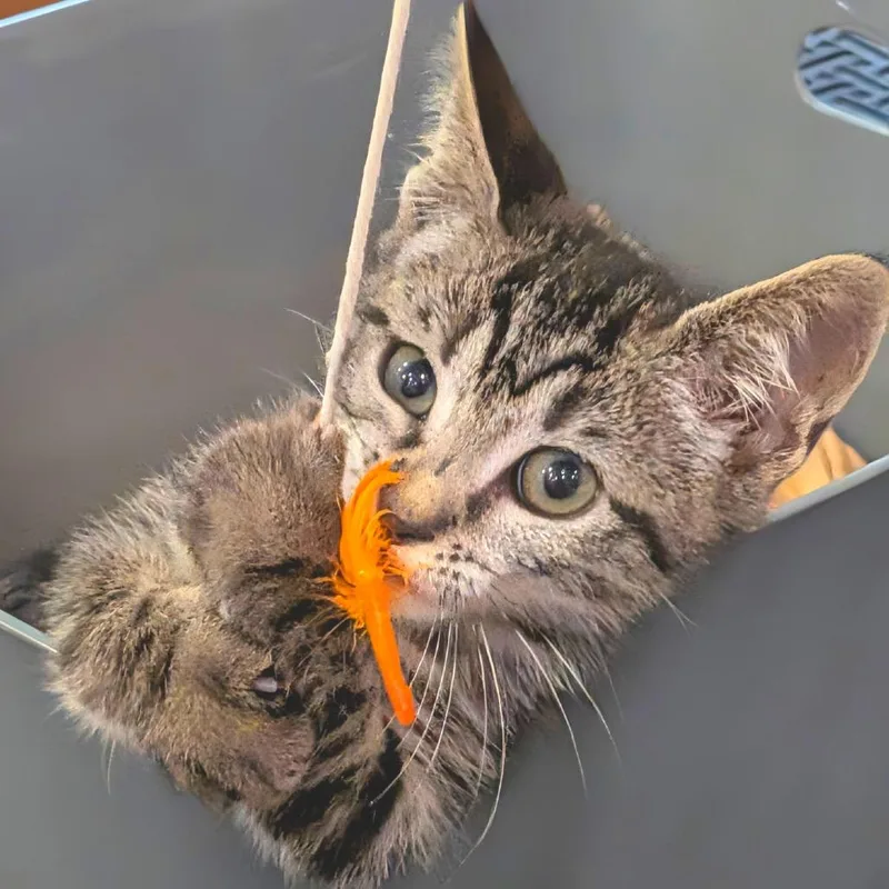 A baby small-sized female Gray / Blue / Silver Domestic Short Hair cat named The Angelsworn Chosen for adoption in Fredericksburg, VA