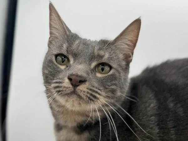 An adult small-sized male Domestic Short Hair cat named Dennis for adoption in Portland, OR