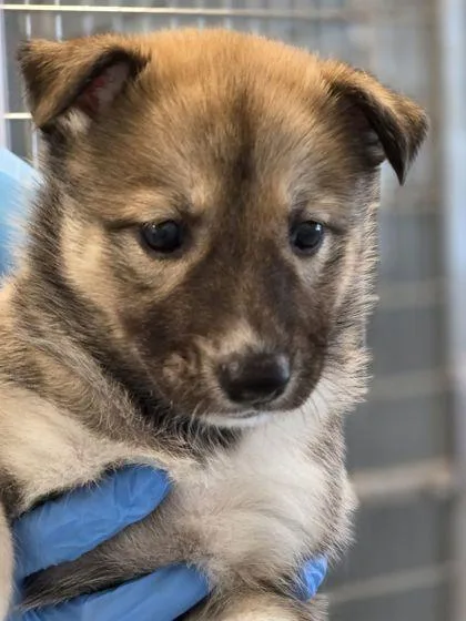 A baby small-sized female Shepherd dog named Dior for adoption in Fresno, CA