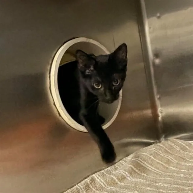 A young medium-sized female Domestic Short Hair cat named Spider for adoption in Huntsville, AL