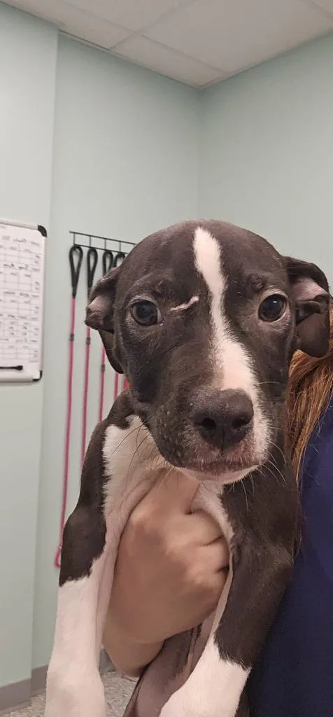 A baby small-sized male Terrier dog named Harrison for adoption in Athens, TN