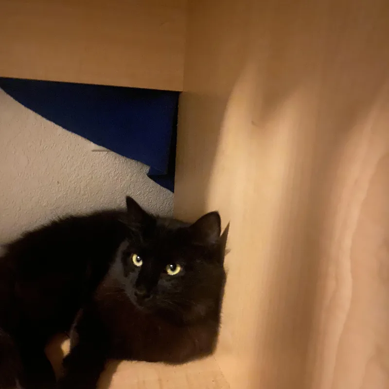 A baby medium-sized male Black Maine Coon cat named Sable for adoption in Hayward, CA