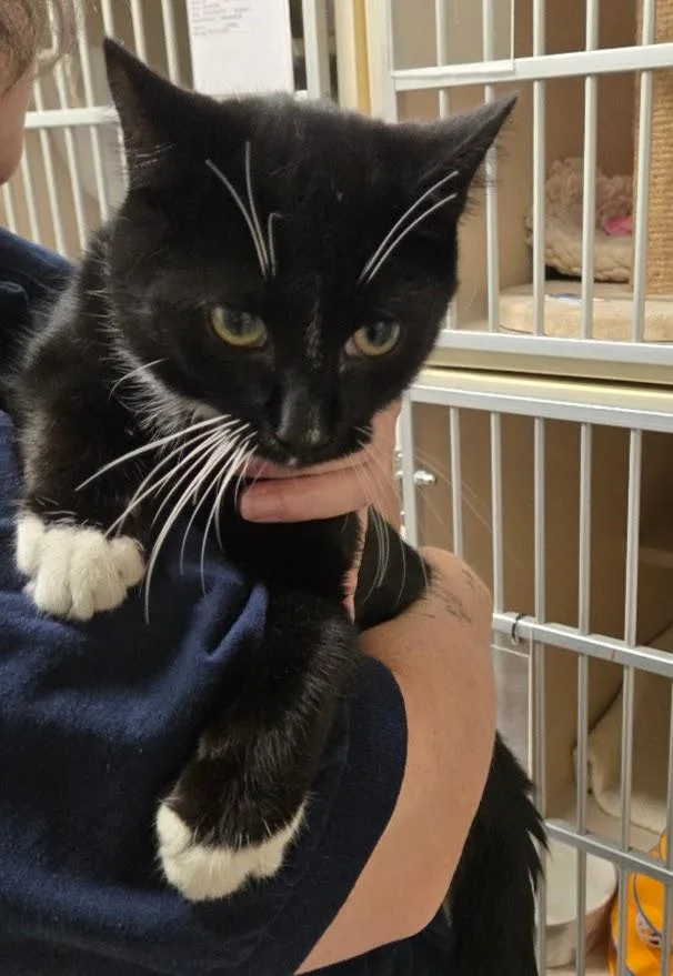 A young medium-sized male Black & White / Tuxedo Tuxedo cat named Froggie for adoption in New Rochelle, NY
