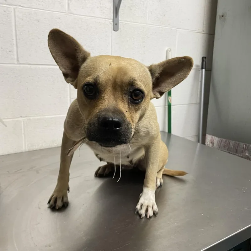 An adult medium-sized female French Bulldog dog named Mila C for adoption in Allen, TX