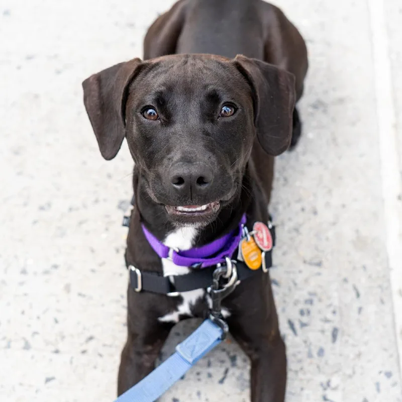 A baby medium-sized female Black Collie dog named Javadi for adoption in New York, NY