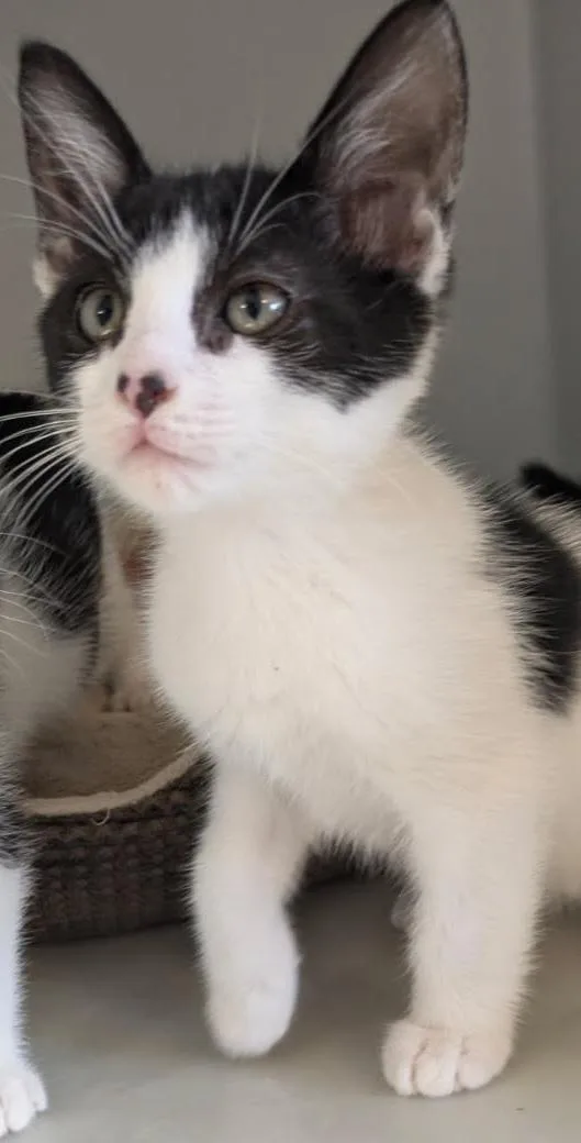 A baby medium-sized male Black & White / Tuxedo Domestic Short Hair cat named Bandit for adoption in Eureka, CA