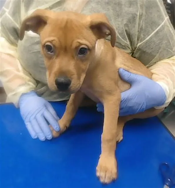 A baby large-sized female Pit Bull Terrier dog named Zarah for adoption in Mesa, AZ