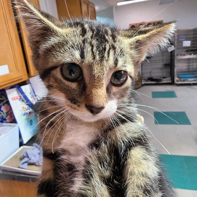 A baby small-sized male Brown / Chocolate Domestic Short Hair cat named Jericho for adoption in Leander, TX