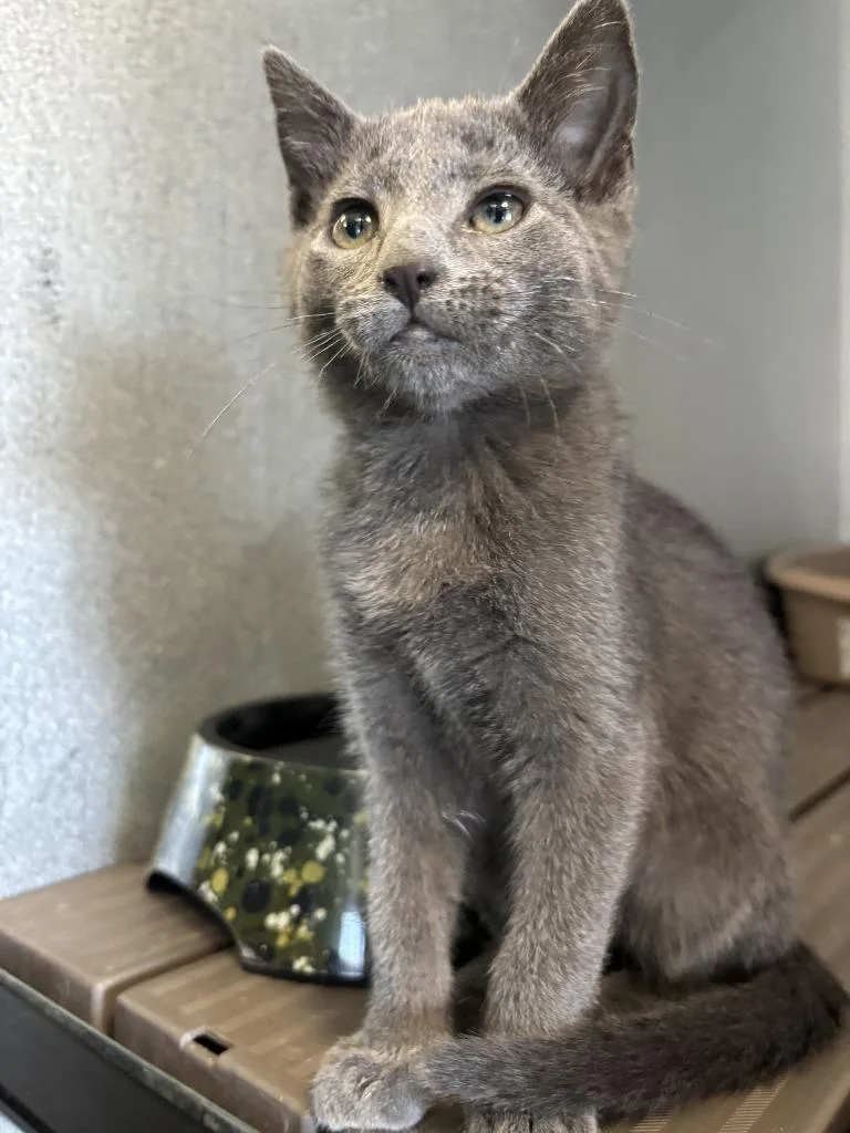 A baby medium-sized female Domestic Medium Hair cat named Amie for adoption in Moriarty, NM