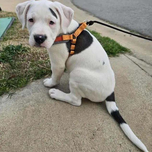 Peppermint Patty thumbnail 2