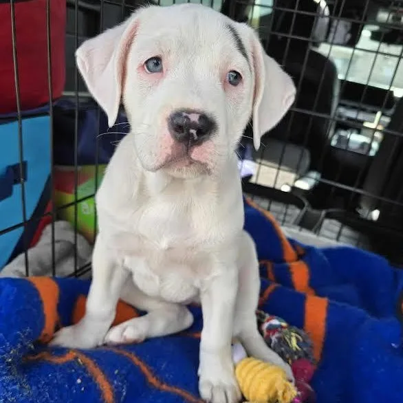 Peppermint Patty thumbnail 3