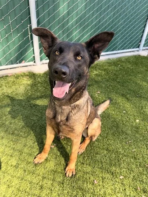 A young medium-sized female Belgian Shepherd / Malinois dog named Fabiolla for adoption in Baldwin Park, CA