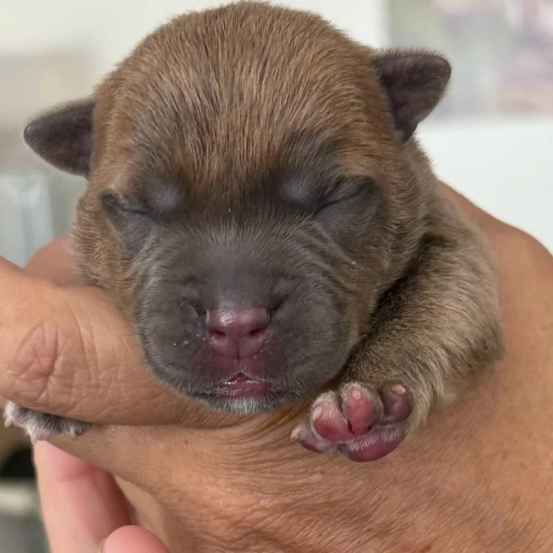 A baby small-sized male Brown / Chocolate Pit Bull Terrier dog named Sunset for adoption in Los Angeles, CA