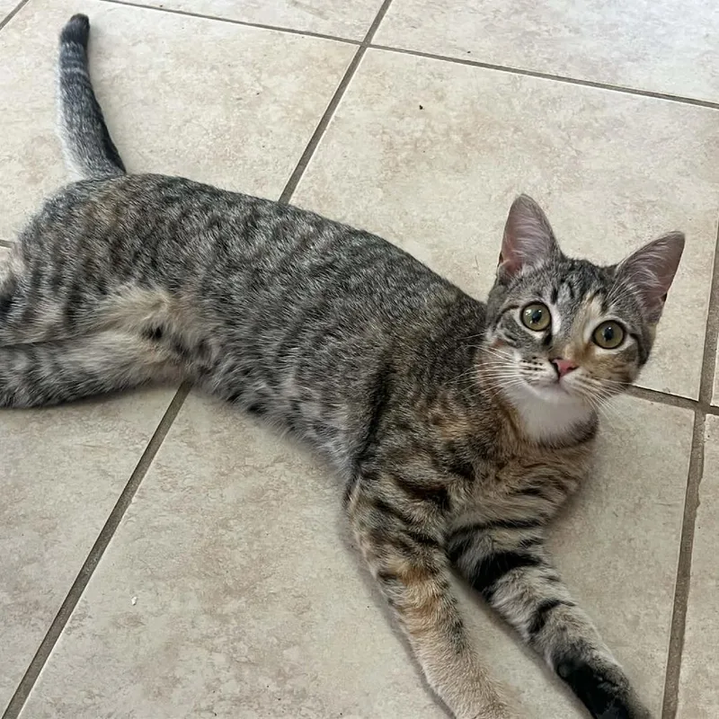 A young medium-sized female Gray / Blue / Silver Domestic Short Hair cat named Lexie for adoption in Beaumont, TX
