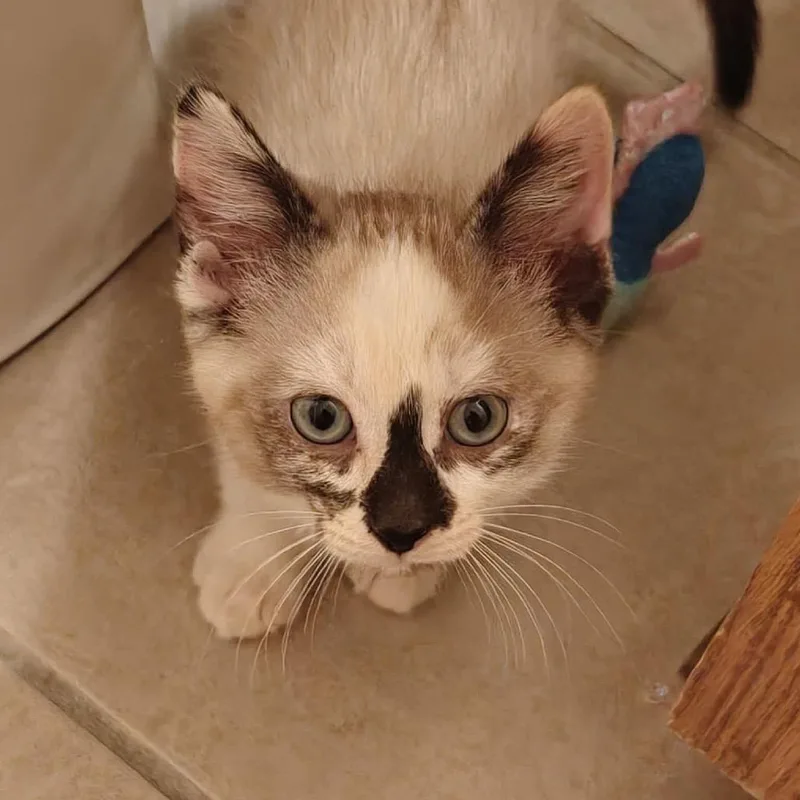 A baby small-sized female Siamese cat named Belle for adoption in mount vernon, AR