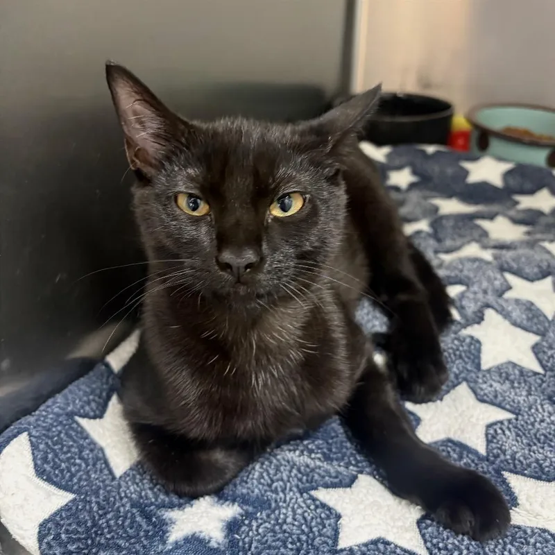 A baby medium-sized female Black Domestic Short Hair cat named Nadja for adoption in Fort Lauderdale, FL