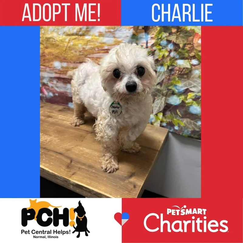 An adult small-sized male White / Cream Maltese dog named Charlie for adoption in Normal, IL