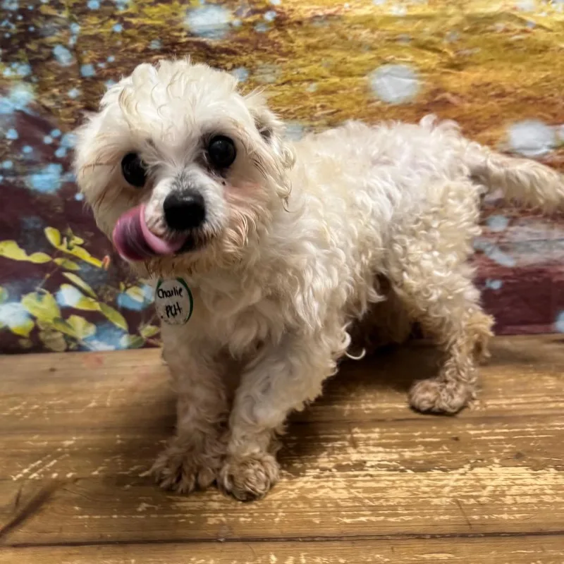 Charlie thumbnail 3