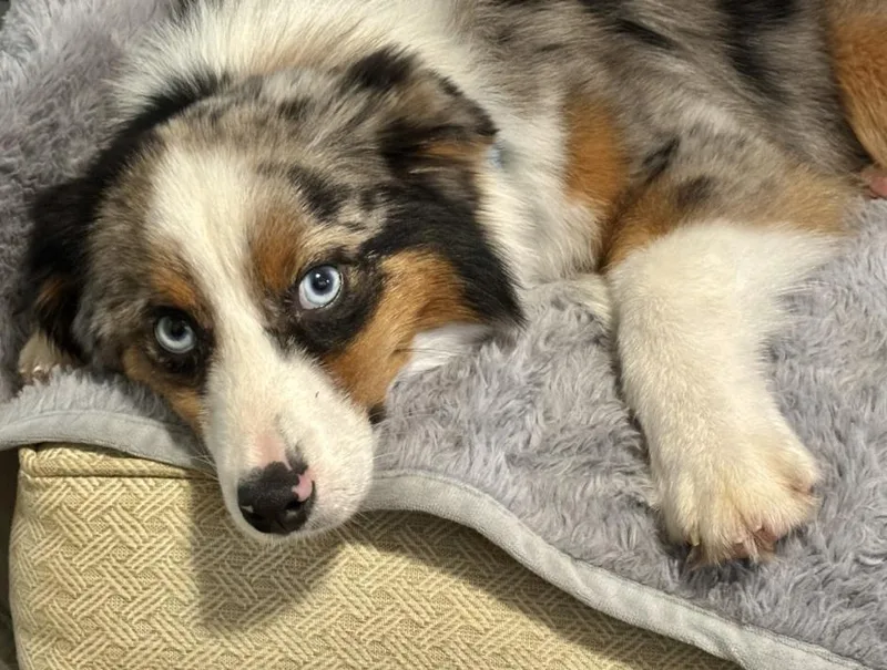 An adult small-sized male Australian Shepherd dog named Ace for adoption in Wolcott, CT