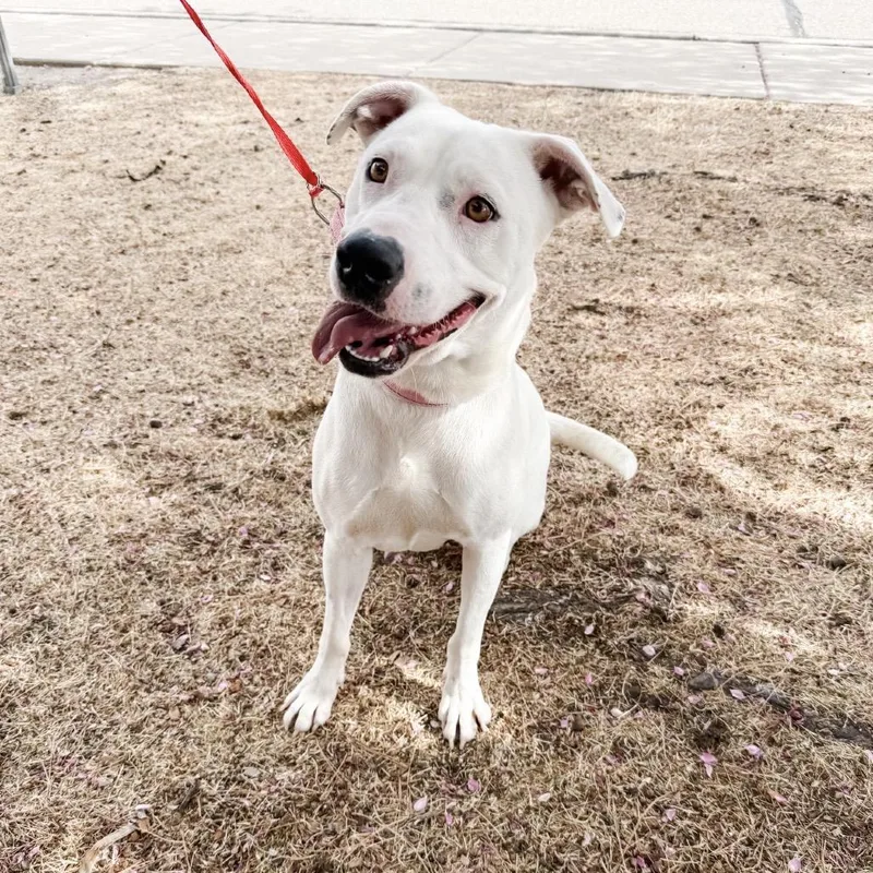 A young medium-sized female Pit Bull Terrier dog named Cola for adoption in Parker, CO