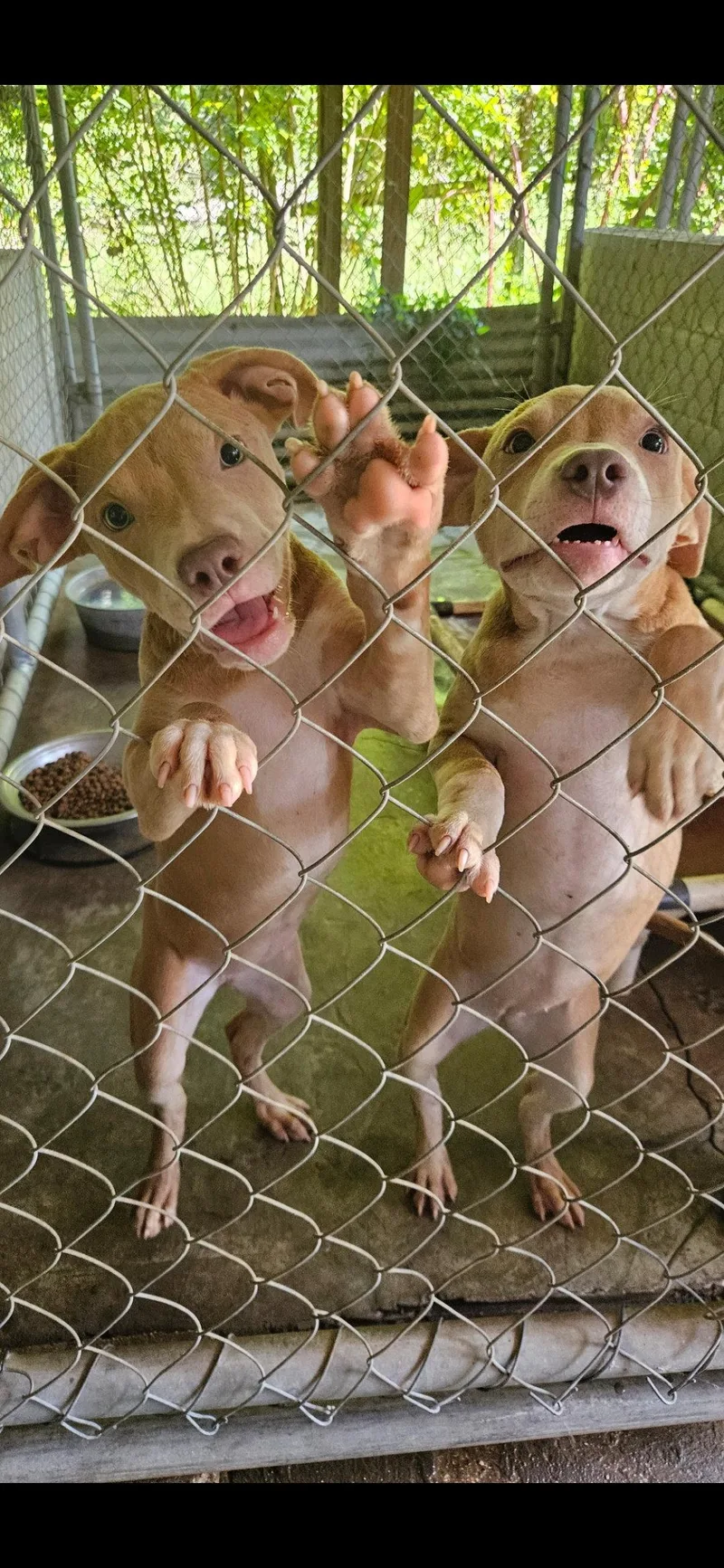 A baby medium-sized female Black Mouth Cur dog named Jiggy pups for adoption in Brooksville, FL