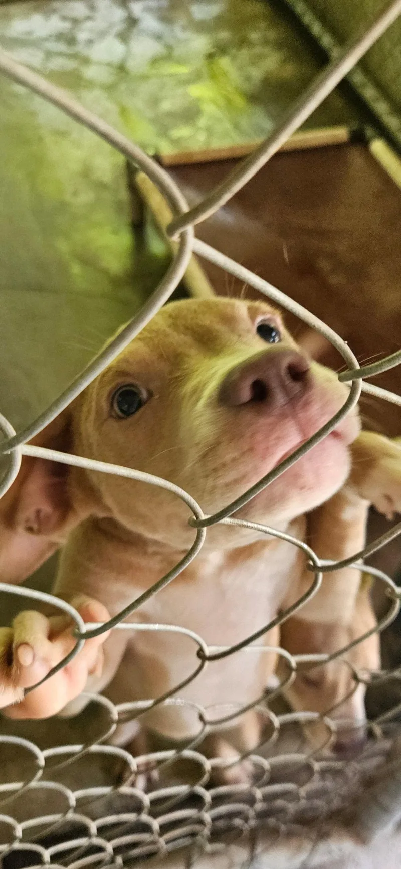 Jiggy pups thumbnail 2