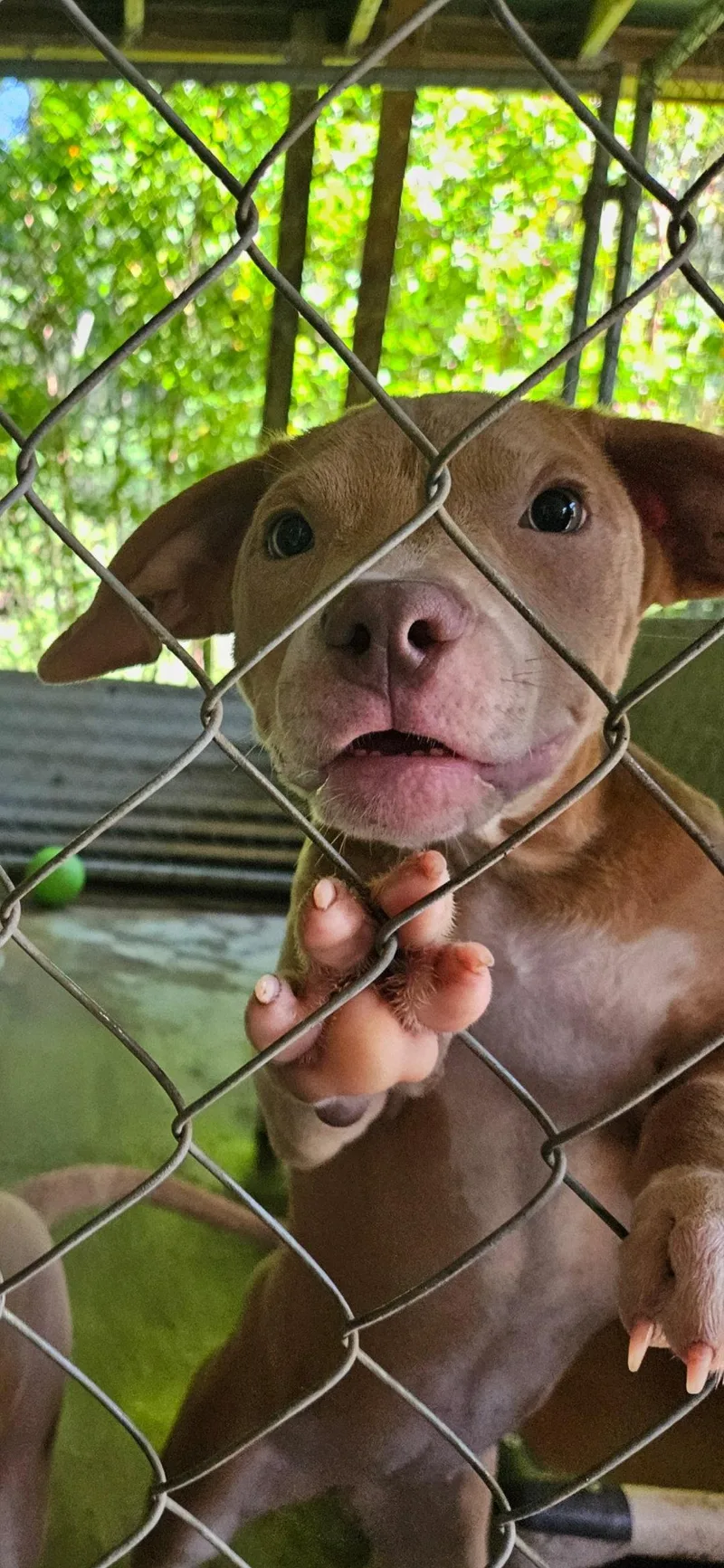 Jiggy pups thumbnail 3