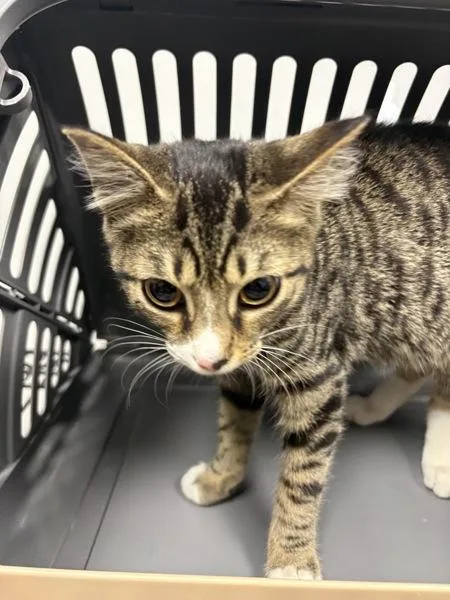 A baby small-sized male Domestic Short Hair cat named Nf Franco for adoption in Lawrenceville, GA
