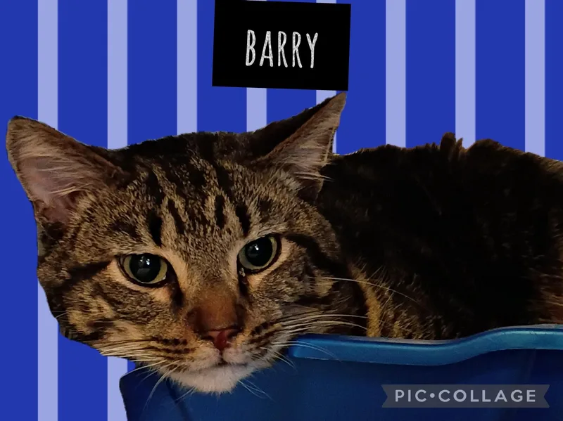 An adult medium-sized male Domestic Short Hair cat named Barry for adoption in Muncie, IN
