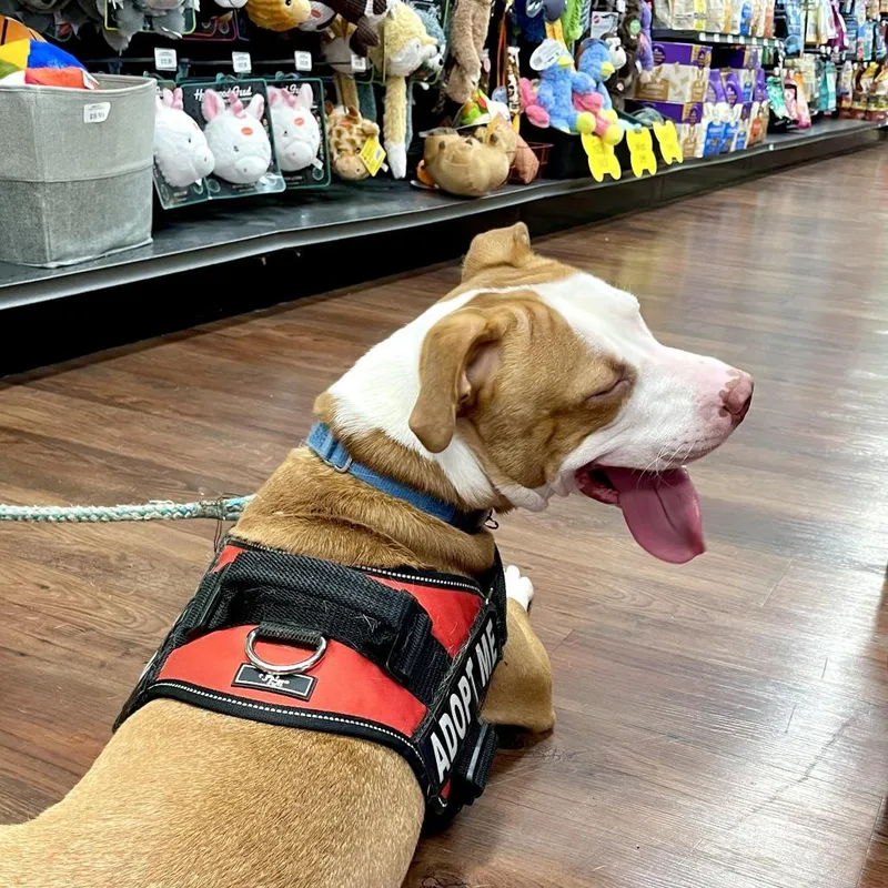 An adult medium-sized male Red / Chestnut / Orange Labrador Retriever dog named Gobie for adoption in Hopkinton, MA