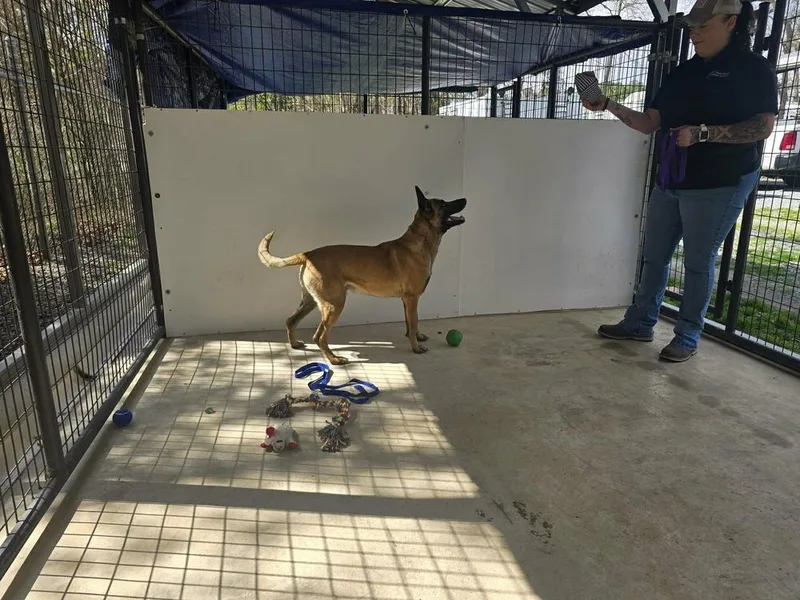 An adult large-sized male Apricot / Beige Belgian Shepherd / Malinois dog named John Wick for adoption in Imlay City, MI