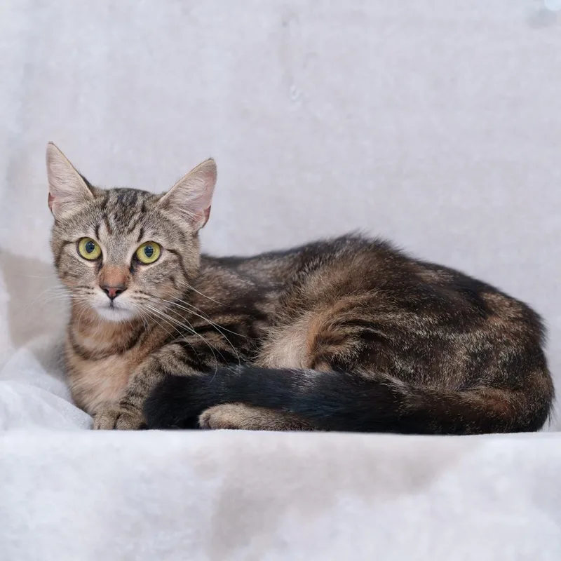 A young medium-sized female Brown / Chocolate Domestic Short Hair cat named Delia for adoption in Sunnyvale, CA