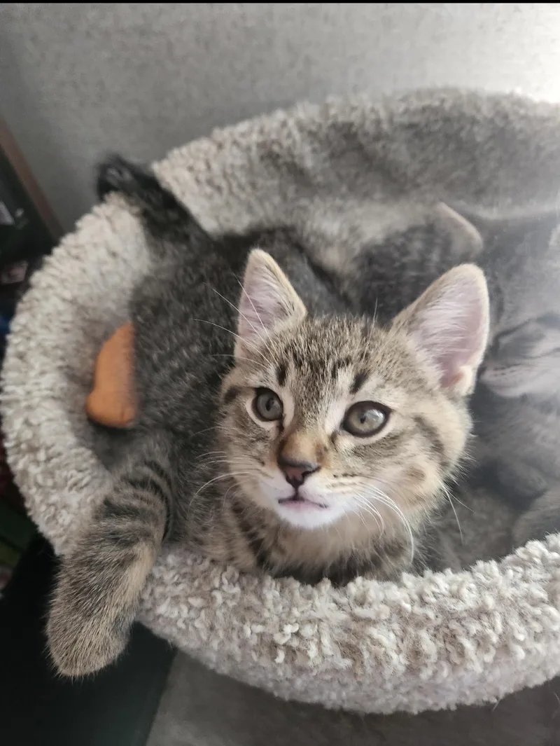 A baby large-sized male Tabby (Brown / Chocolate) Domestic Short Hair cat named Jasper for adoption in Rochester Hills, MI