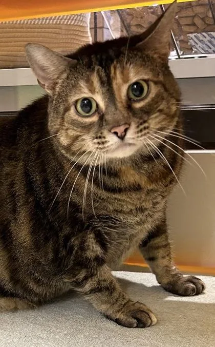 A senior extra large-sized female Brown / Chocolate Domestic Short Hair cat named Journey for adoption in Kansas City, MO