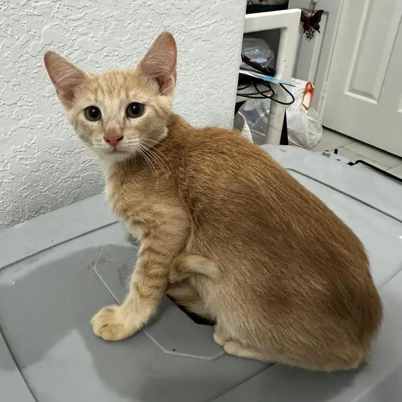 A young medium-sized male Orange & White Domestic Short Hair cat named Cabo for adoption in miami, FL