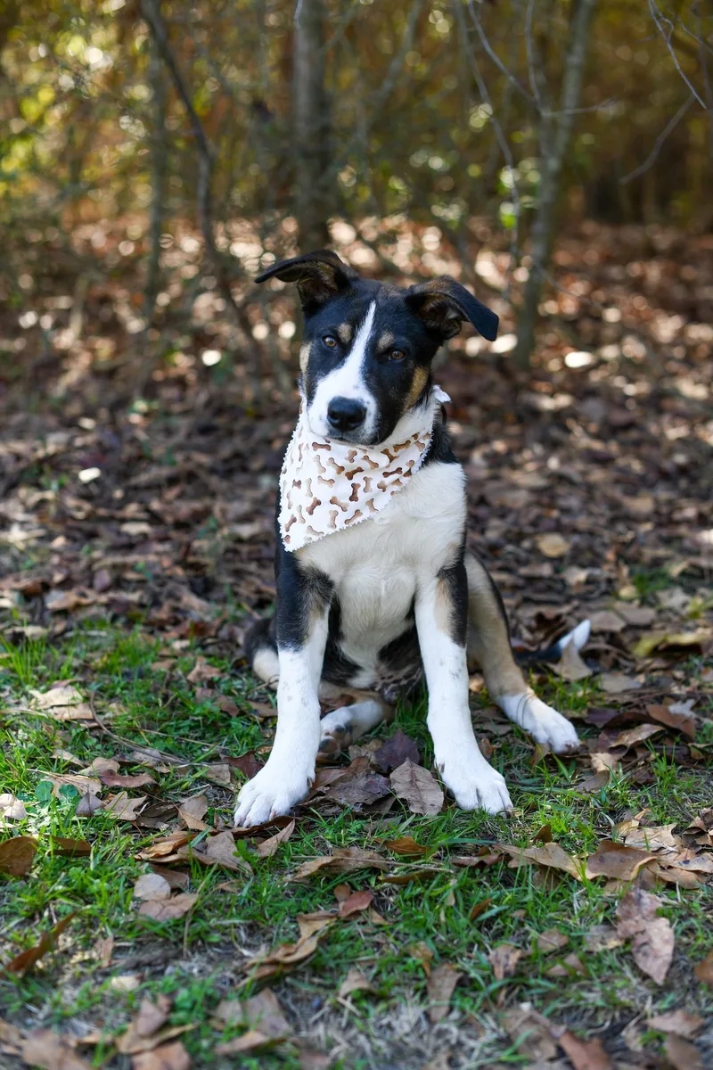 Porkchop thumbnail 2